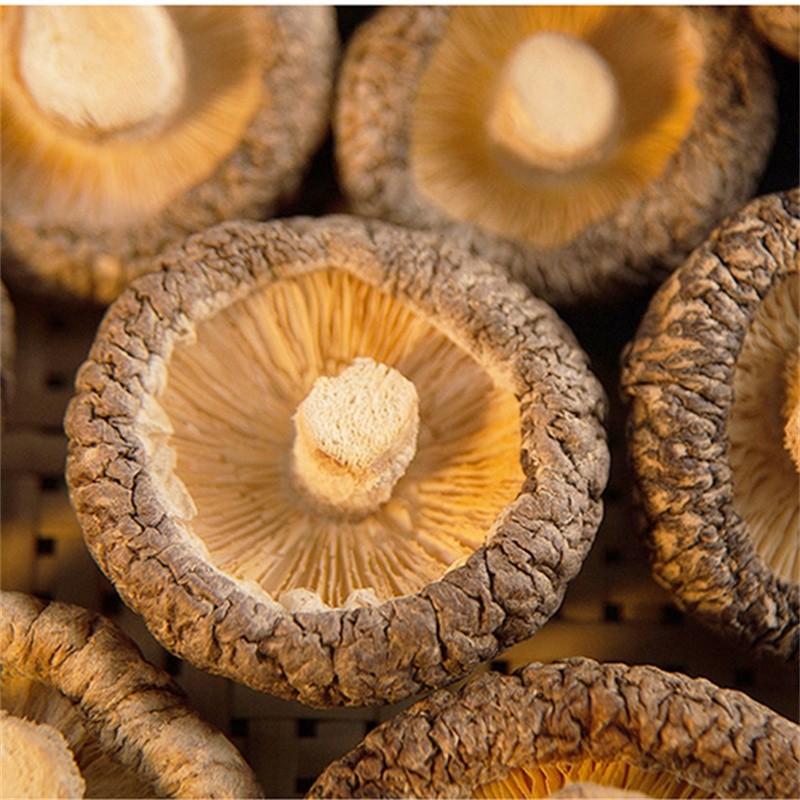 Shiitake Mushroom Manufacturer - Dried Mycelium Supplier