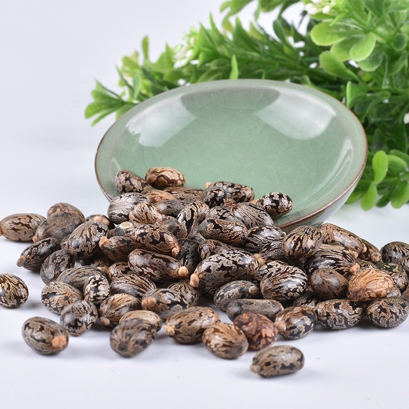 Castor Bean Seed Manufacturer - Bi Ma Zi Natural