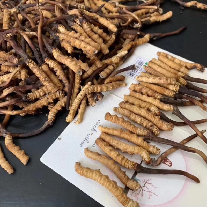 Cordyceps Sinensis Factory - DongChongXiaCao Dried