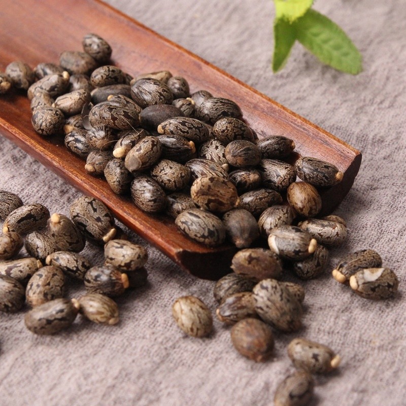 Castor Bean Seed Manufacturer - Bi Ma Zi Natural