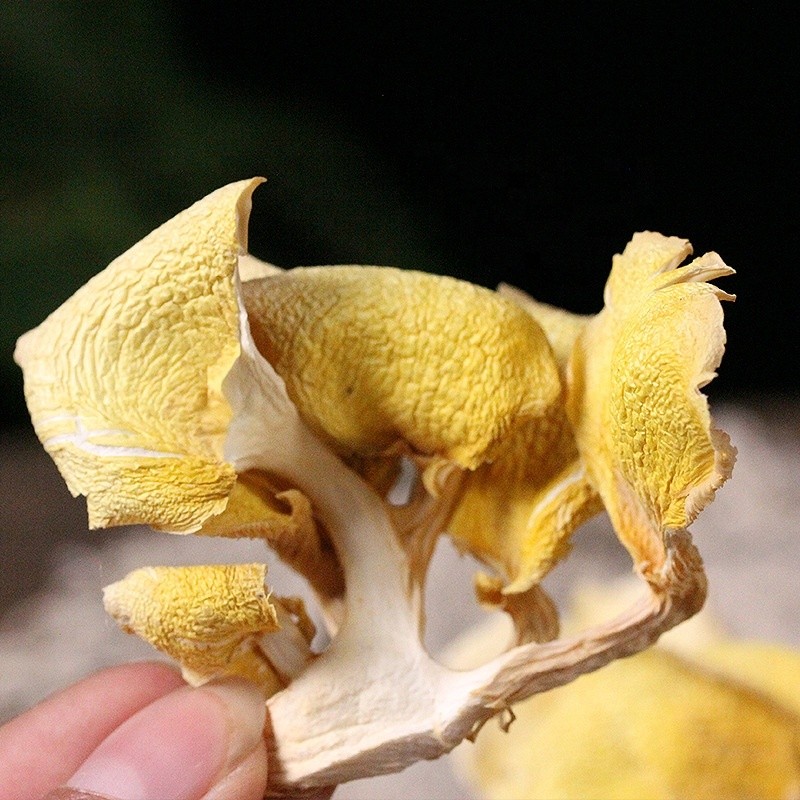 Chanterelle Mushrooms Manufacturer - Dried Bulk Wholesale