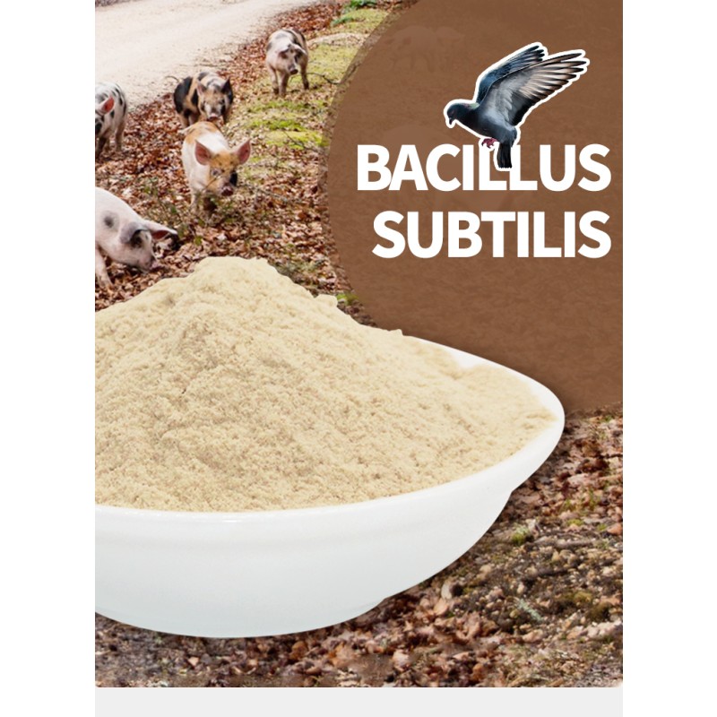 Bacillus Subtilis Factory - Sciencarin Factory Supply