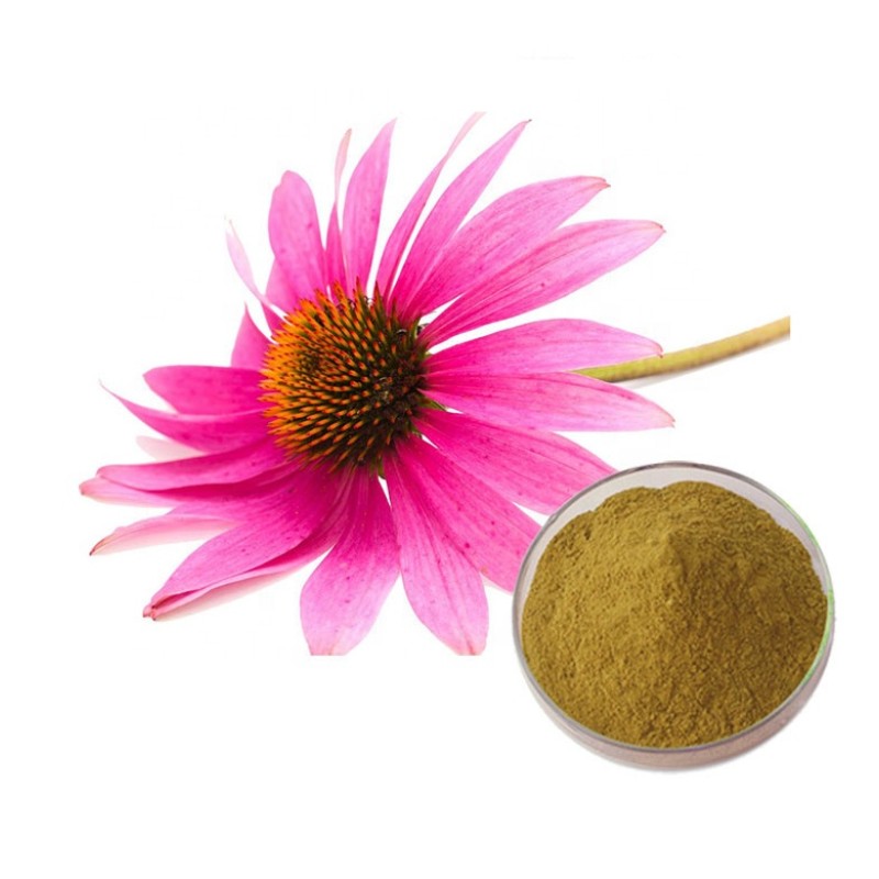 Echinacea Extract Supplier - 4% Cichoric Acid GMP