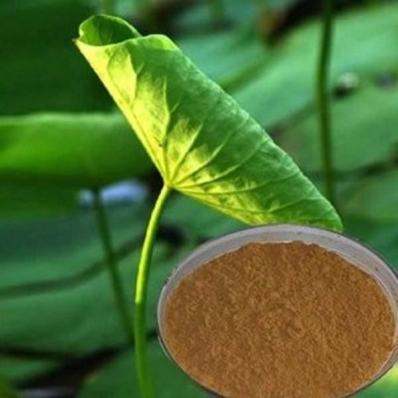 Cocoa Seed Extract Manufacturer - Pharmaceutical Grade Pure