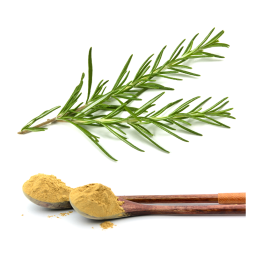 Rosemary Extract Factory - Polyphenols Carnosic Ursolic Oil