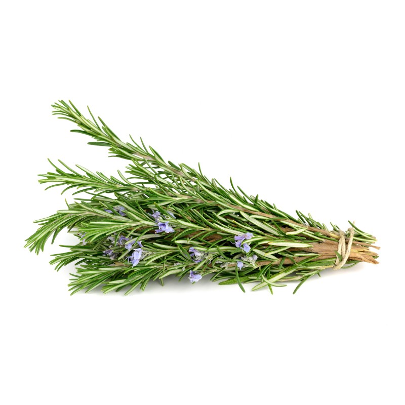 Rosemary Extract Factory - Food Grade Leaf Extract Natural
