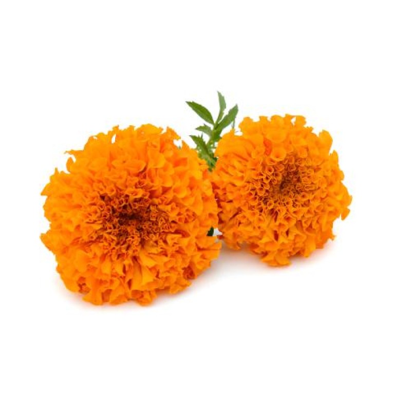 Marigold Extract Factory - 10%-80% Lutein Powder