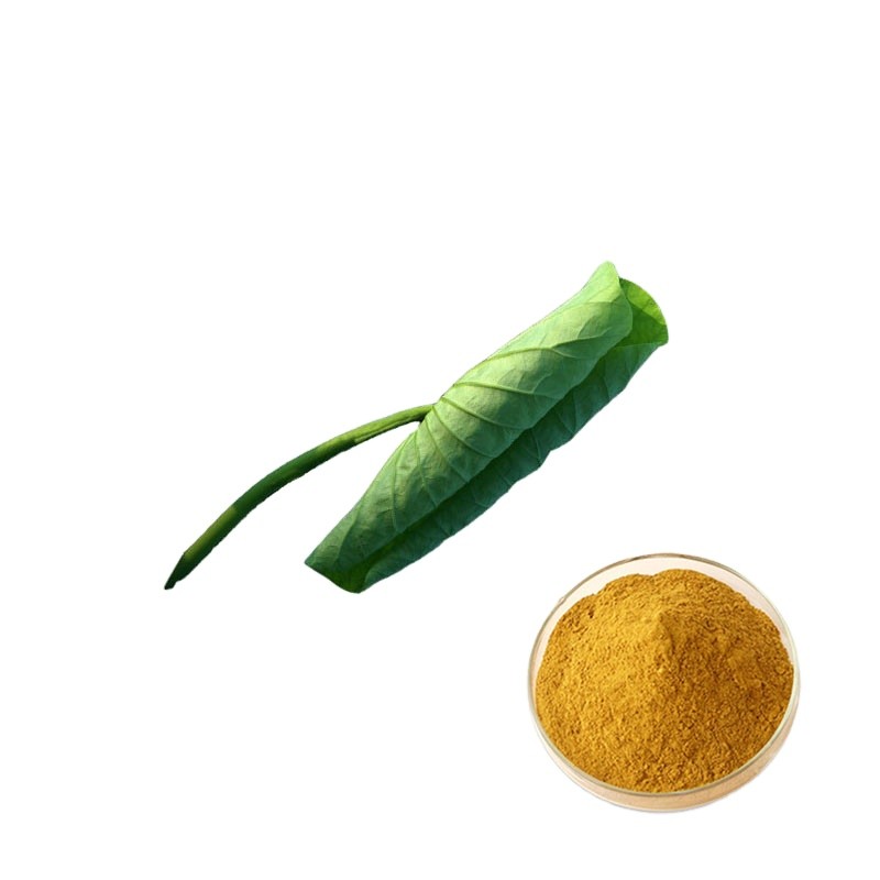 Cocoa Seed Extract Manufacturer - Pharmaceutical Grade Pure