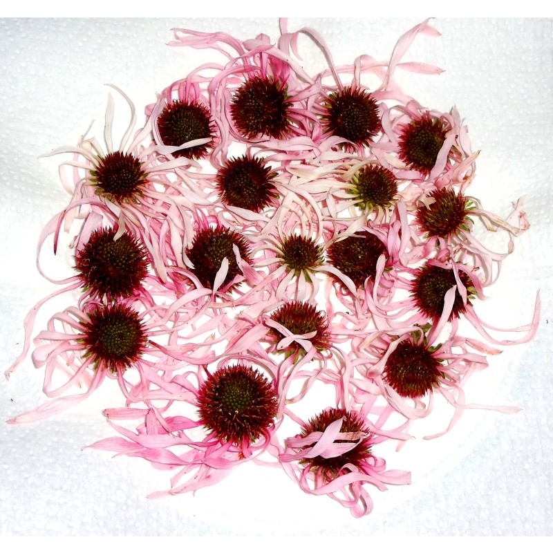 Echinacea Extract Supplier - Liquid Powder Capsule Forms