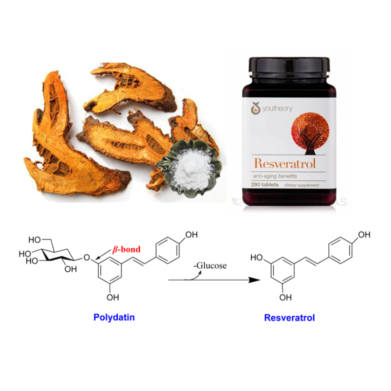 Giant Knotweed Extract Factory - 10:1 20:1 Root Powder Bulk