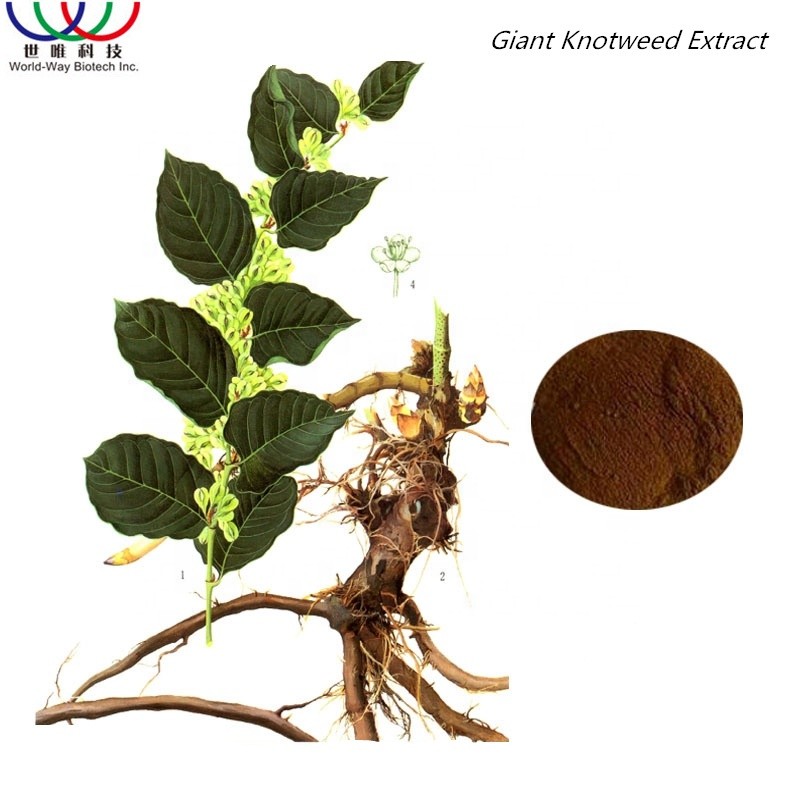 Giant Knotweed Extract Factory - 10:1 20:1 Root Powder Bulk