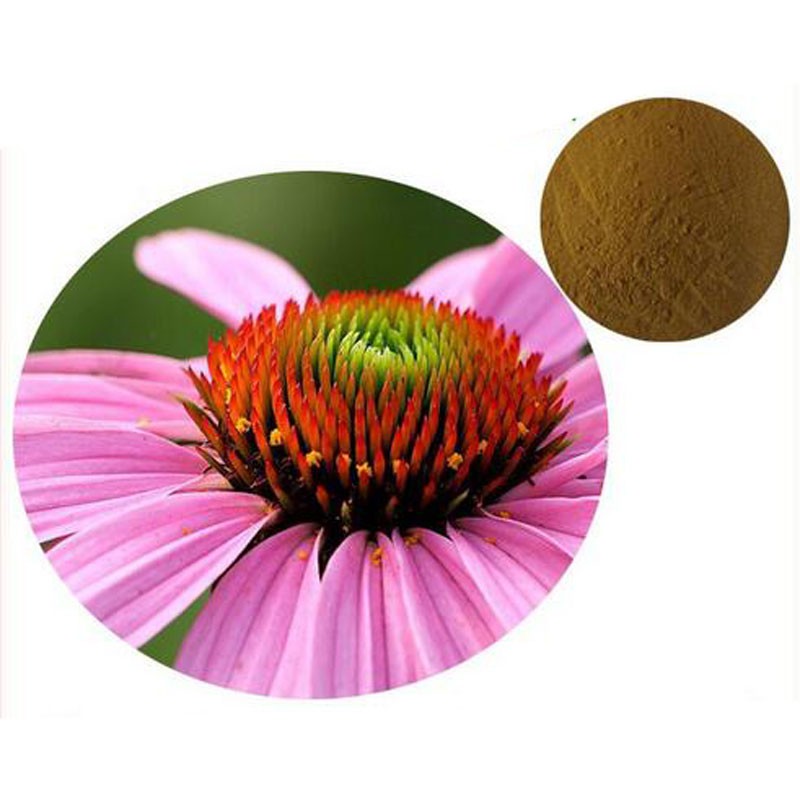 Echinacea Extract Supplier - Liquid Powder Capsule Forms