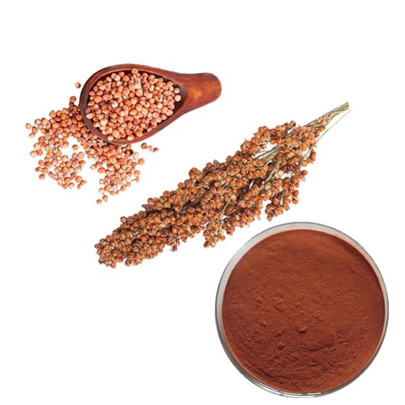 Schisandra Extract Manufacturer - Wu Wei Zi Fruit Halal