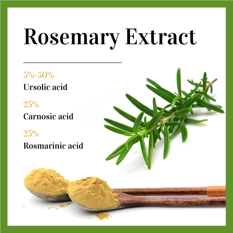 Rosemary Extract Powder Manufacturer - 25% Rosmarinic Acid Bulk
