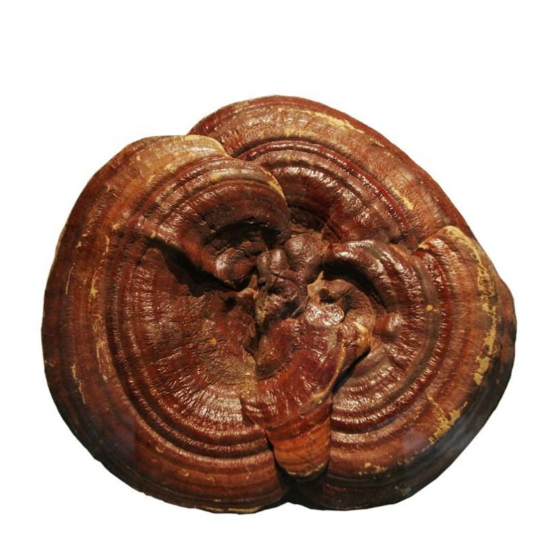 Echinacea Root Extract Factory - 1%-4% Immune Boosting Wild