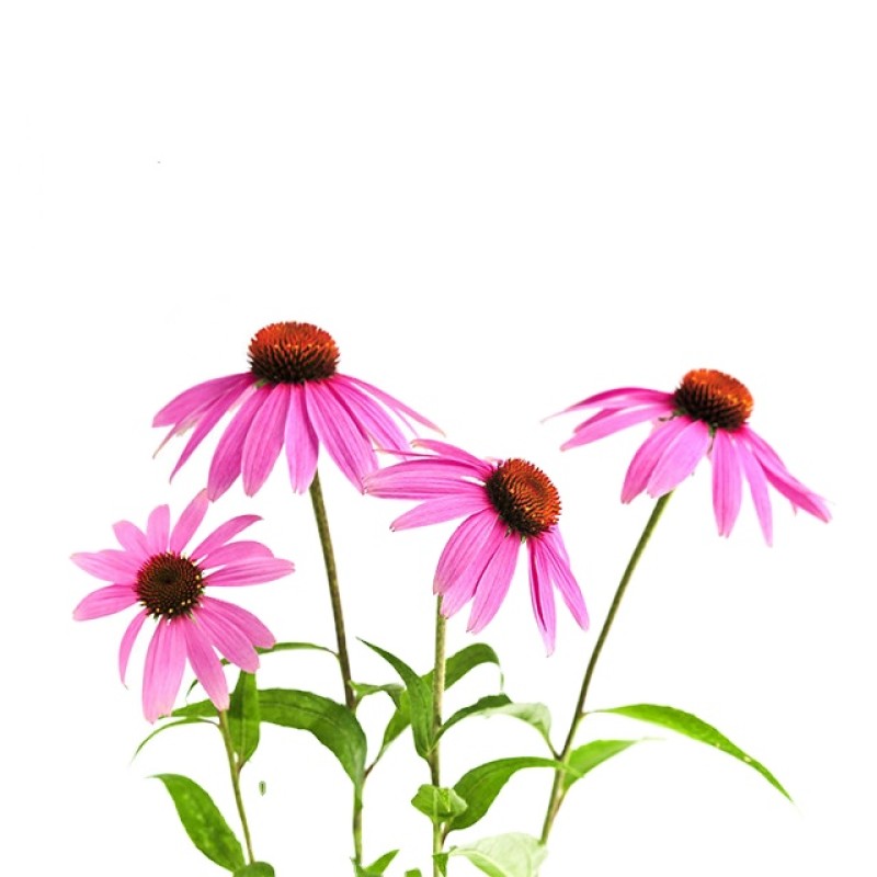 Echinacea Extract Supplier - Liquid Powder Capsule Forms