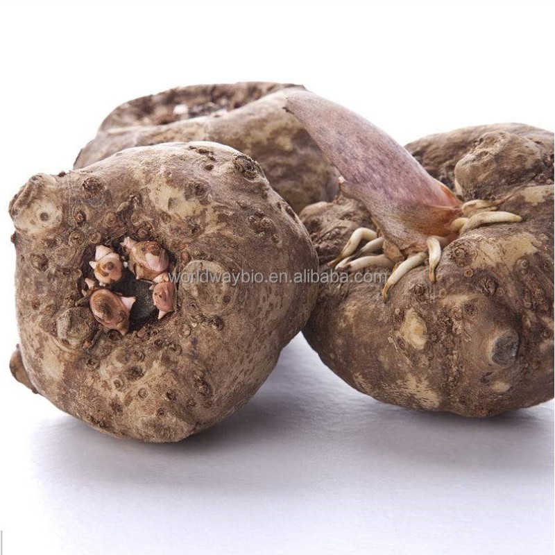 Poria Cocos Extract Supplier - 8%-30% Triterpene Polysaccharides