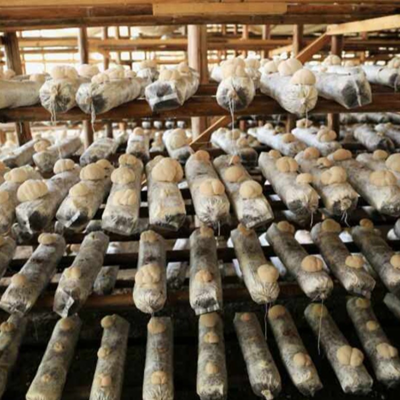 Tabernaemontana Extract Manufacturer - 10:1 20:1 Water Soluble