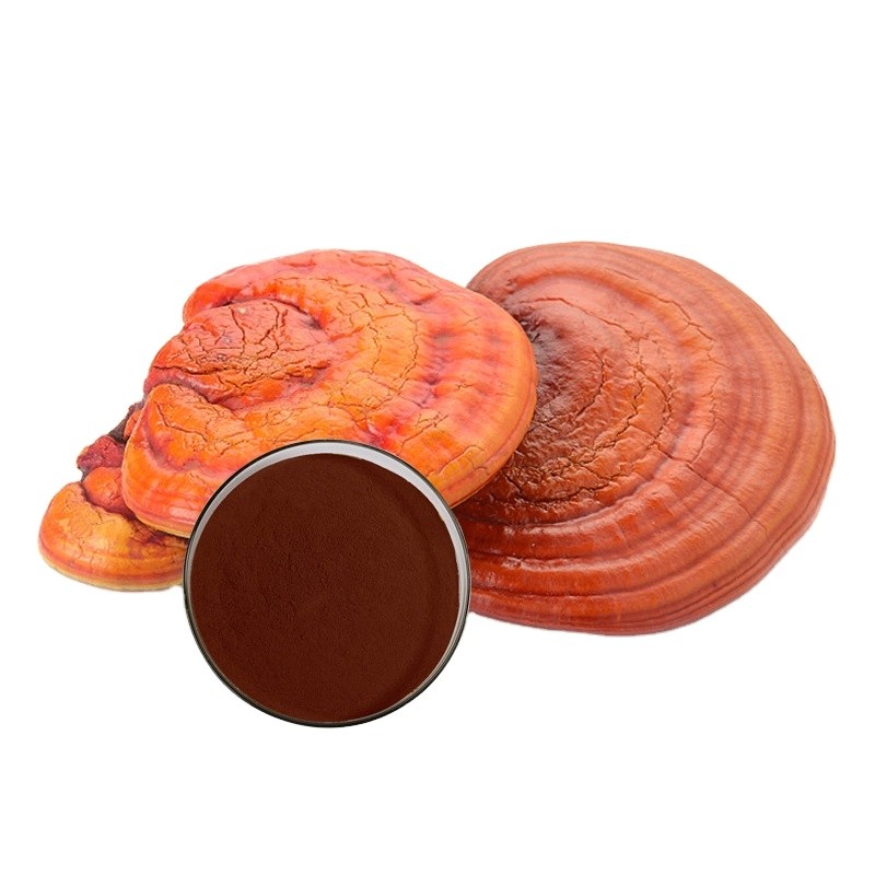 Reishi Mushroom Powder Manufacturer - Wild Food Grade Supplement