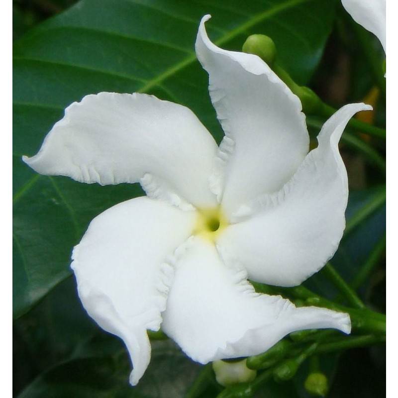 Spirulina Extract Supplier - Organic Superfood Powder Bulk