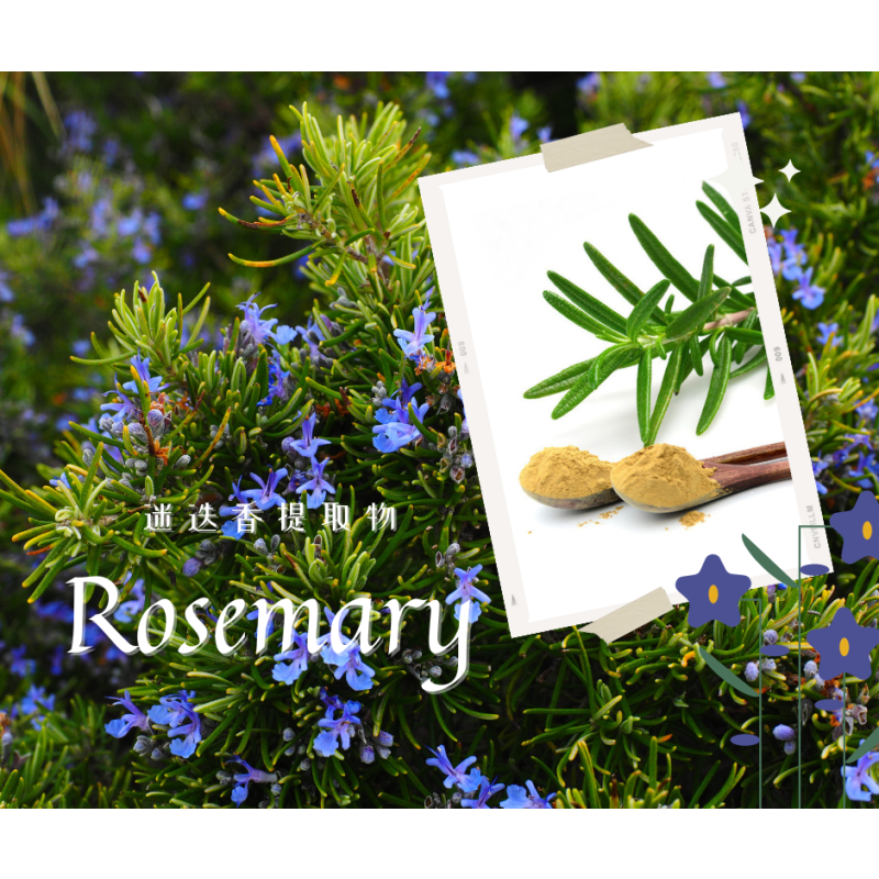 Rosemary Extract Powder Supplier - 25% Carnosic Rosmarinic Acid