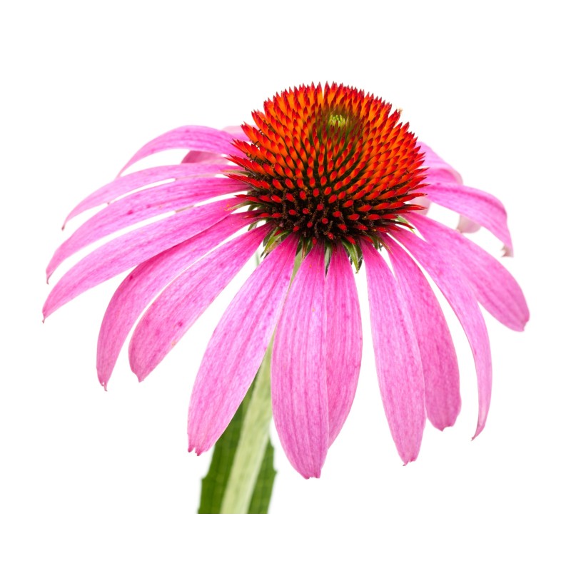 Echinacea Extract Factory - 1%-4% Echinacoside Vacuum