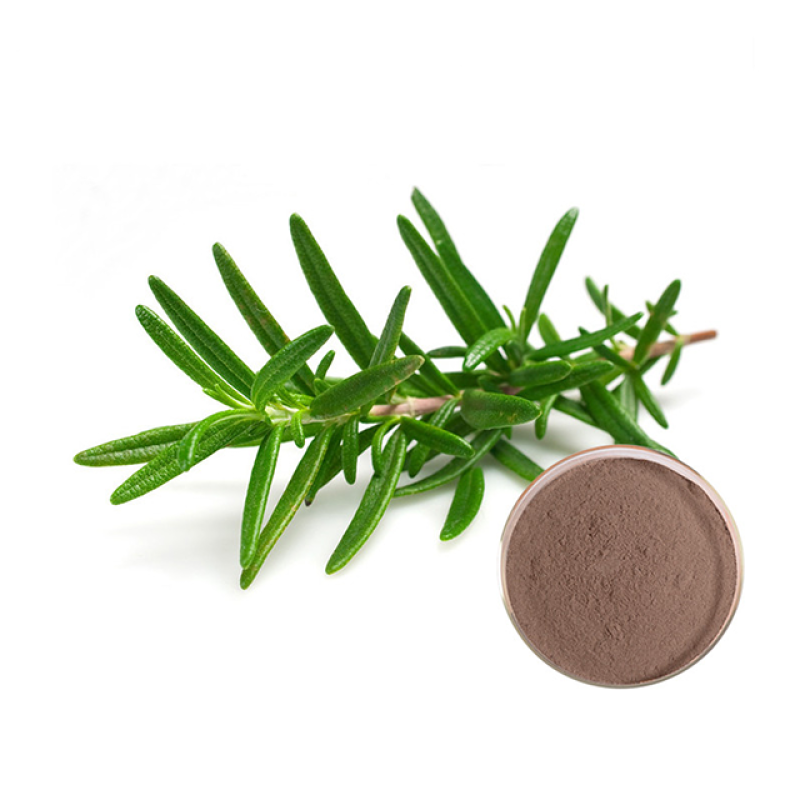Rosemary Extract Powder Manufacturer - 25% Rosmarinic Acid Bulk