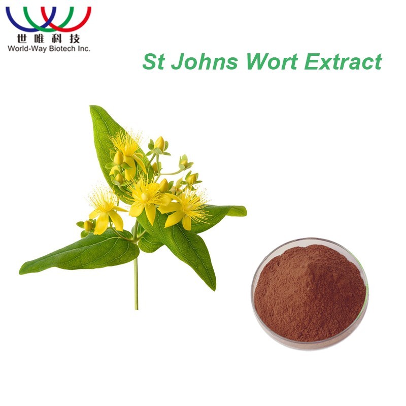 St Johns Wort Extract Supplier - 0.3% Hypericin Herbal Powder
