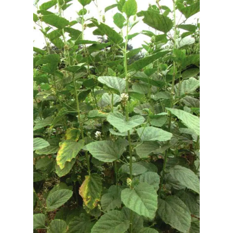 Bakuchiol Oil Manufacturer - 98% Psoralea Corylifolia Extract