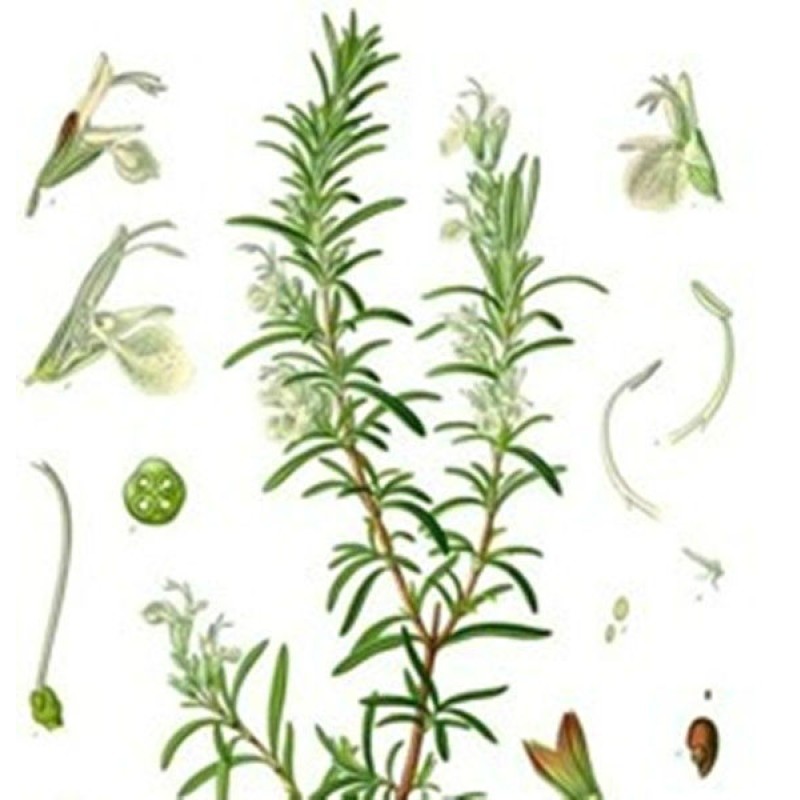 Rosemary Extract Supplier - Organic Rosmarinic Carnosic Acid