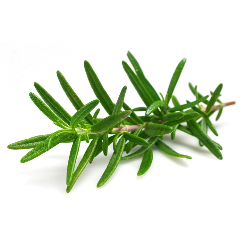 Rosemary Extract Factory - Polyphenols Carnosic Ursolic Oil