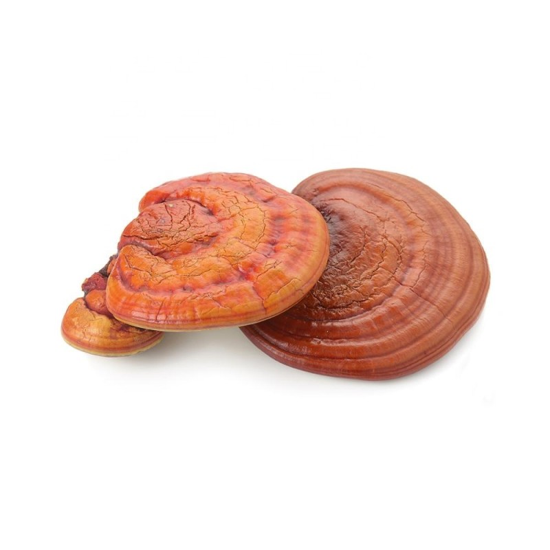 Reishi Mushroom Powder Manufacturer - Wild Food Grade Supplement