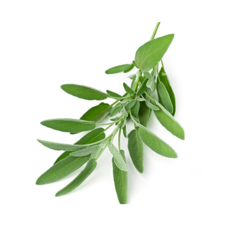 Sage Leaf Extract Manufacturer - 10:1 Salvia Officinalis Powder