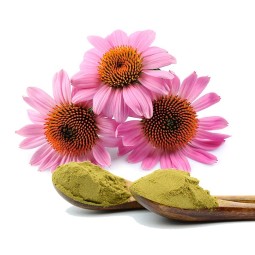 Echinacea Extract Supplier - Liquid Powder Capsule Forms