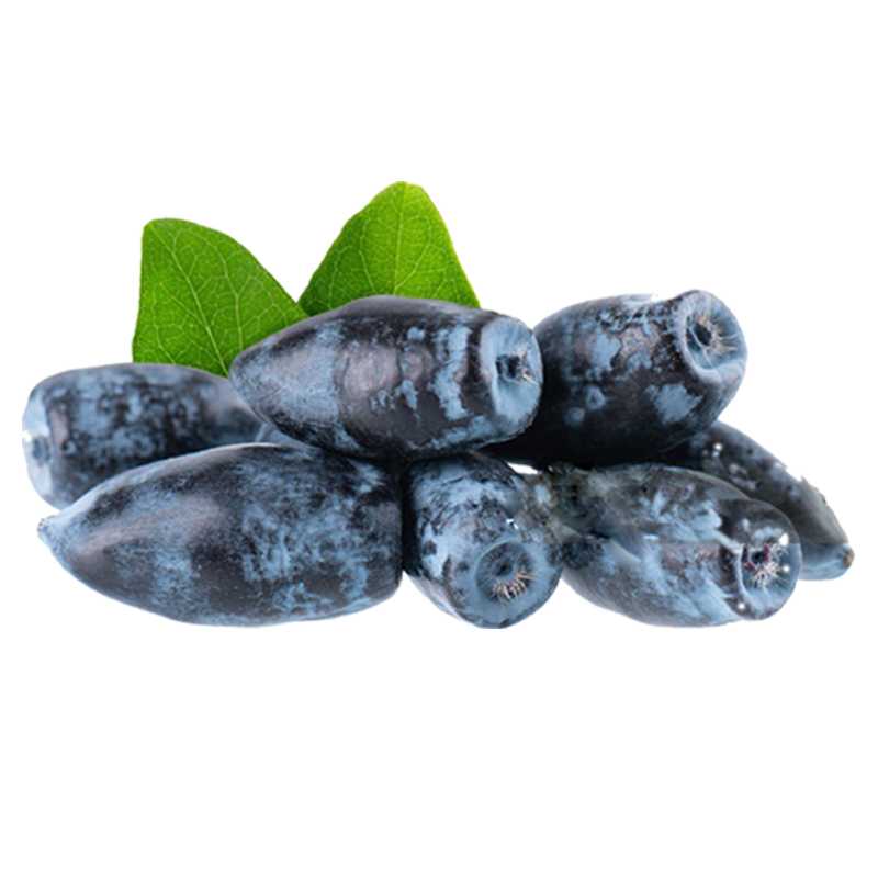 Lonicera Extract Supplier - 25% Anthocyanidin Powder