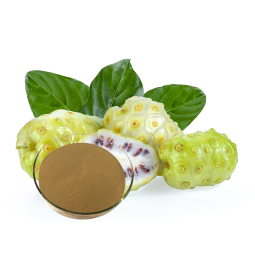 Noni Fruit Powder Factory - Water Soluble Organic Raw Material