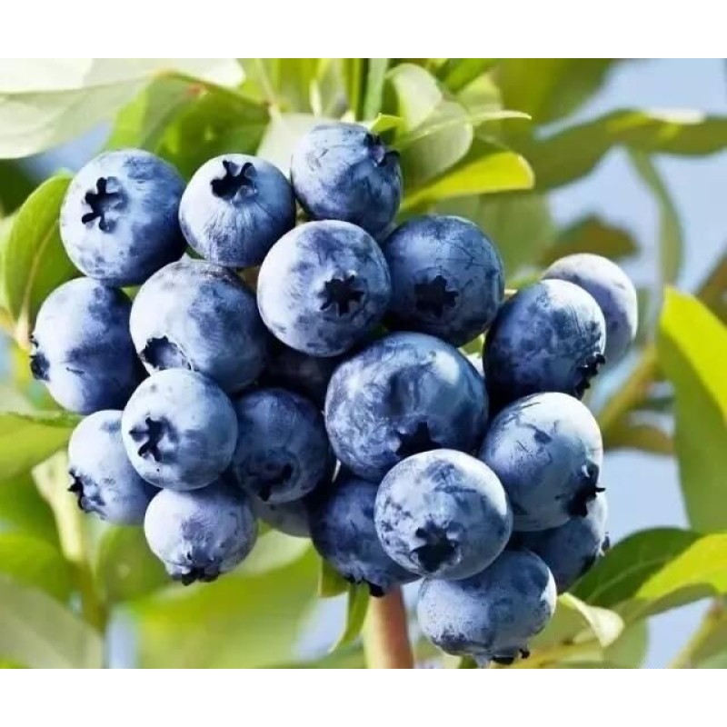 Blueberry Powder Manufacturer - Food Grade Extract Powder Bulk