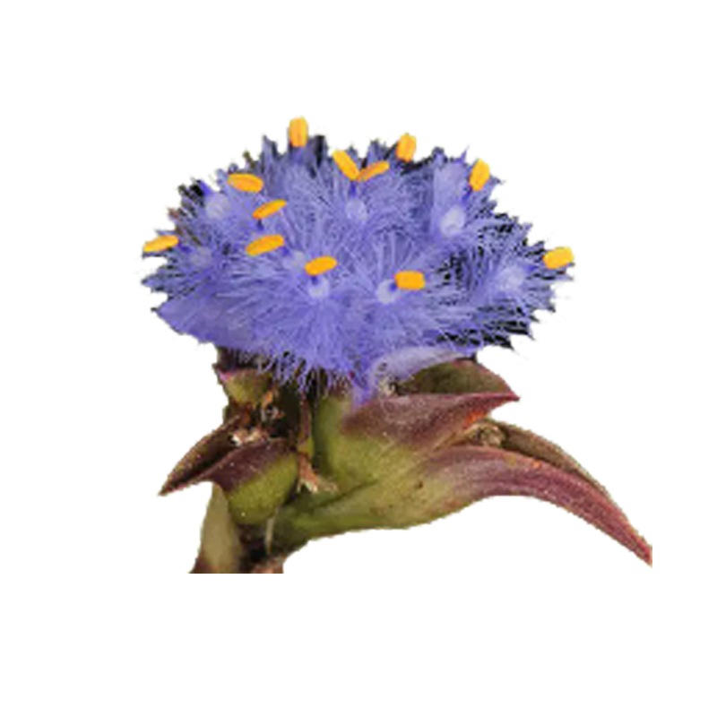 Cyanotis Extract Supplier - 50%-98% Beta Ecdysterone Powder