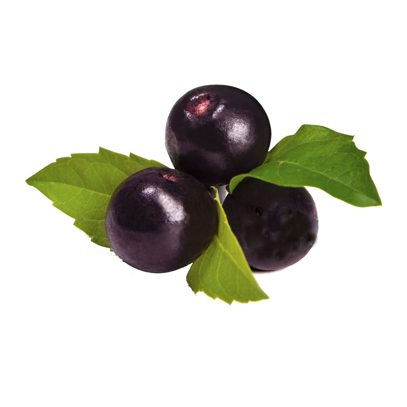 Acai Powder Supplier - NOP EU Organic Berry Powder