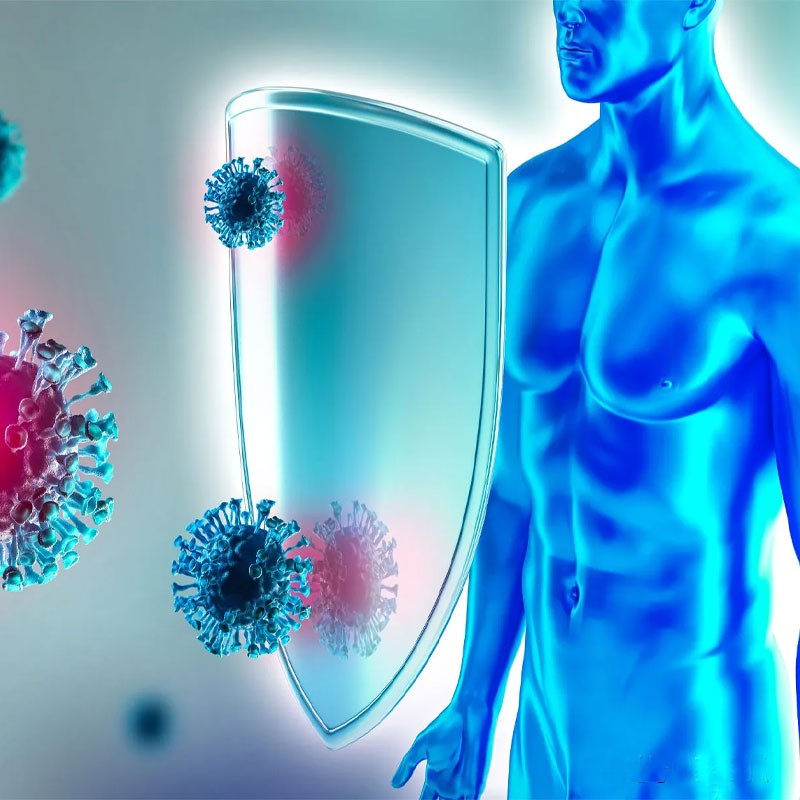 Chaga Mushroom Extract Factory - Fruiting Body Bulk Supply