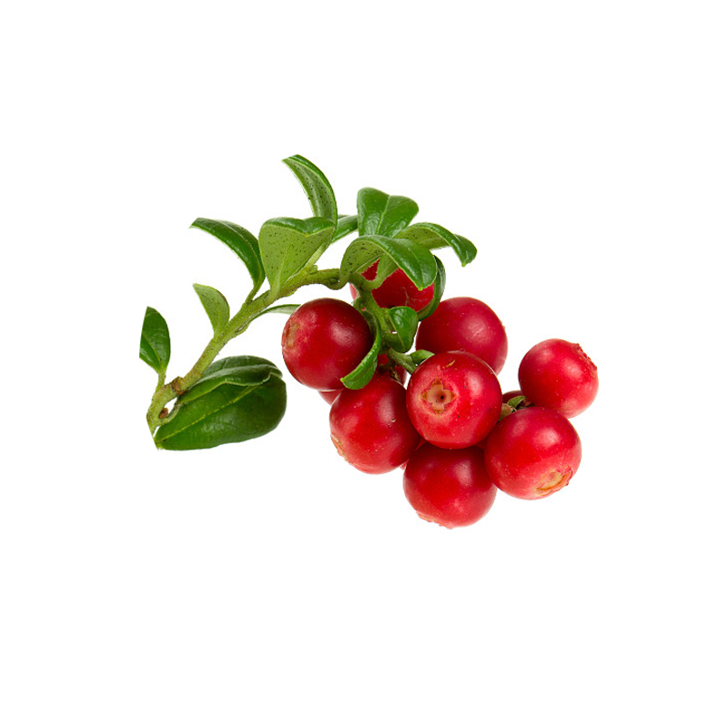 Lingonberry Extract Manufacturer - 5%-35% Anthocyanin Fruit