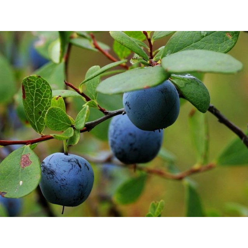 Blueberry Powder Manufacturer - Food Grade Extract Powder Bulk