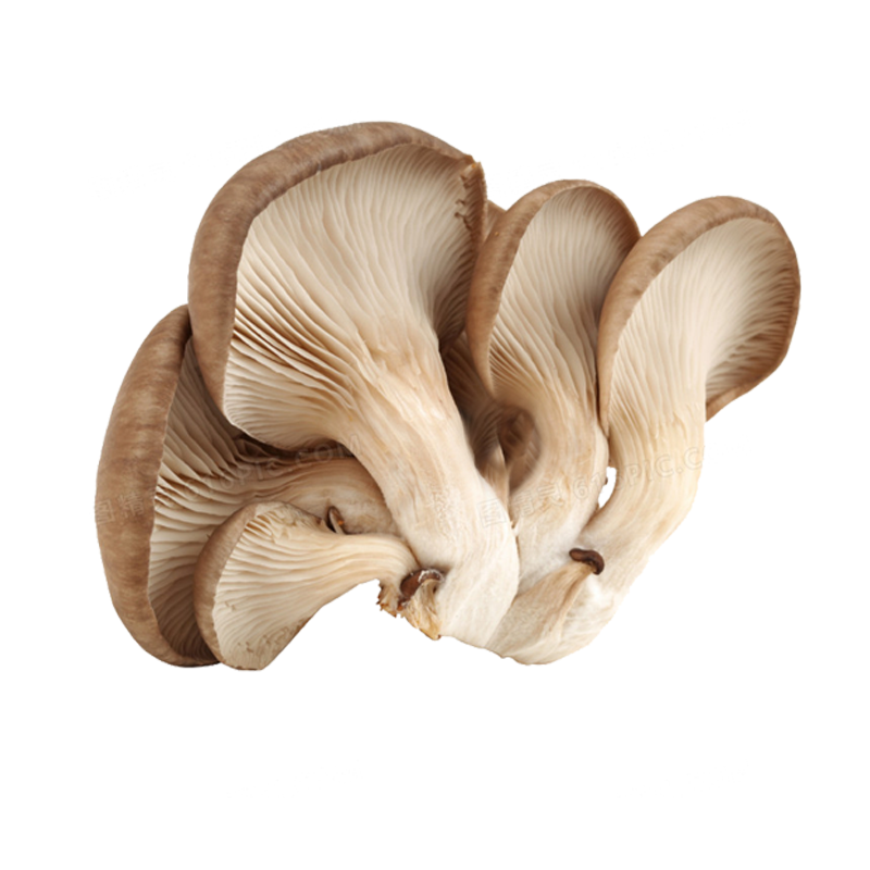 Oyster Mushroom Extract Supplier - Organic Pleurotus Ostreatus Powder