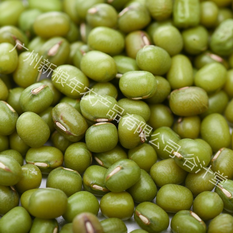 Mung Beans Supplier - High Quality Affordable Plump