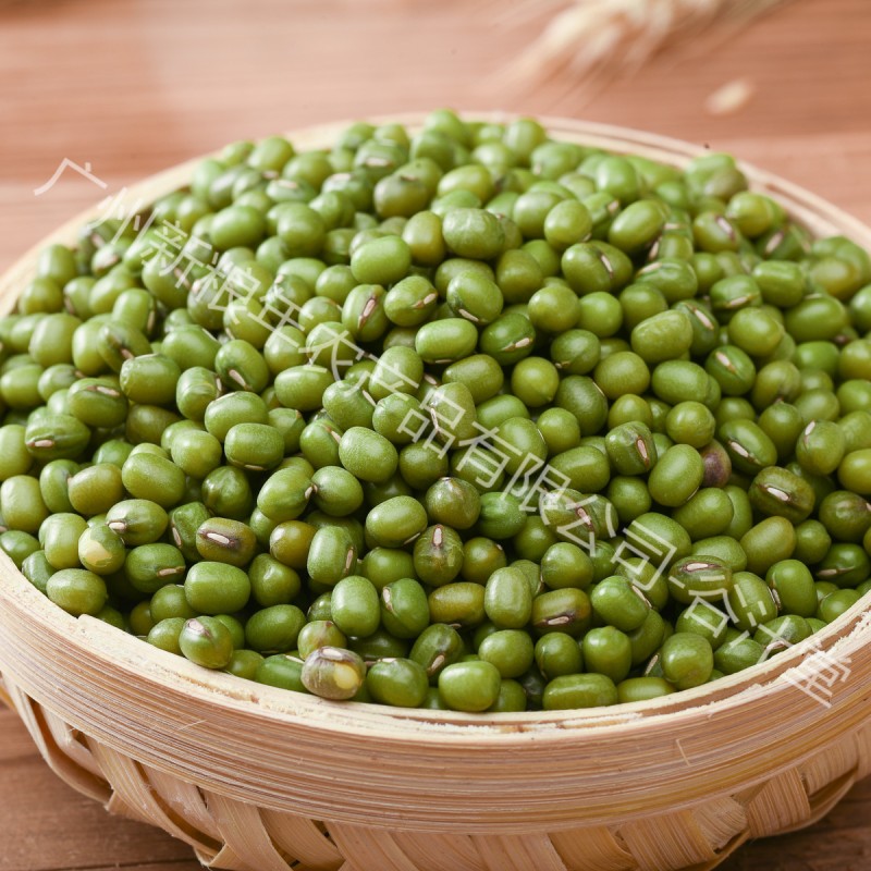 Mung Beans Supplier - High Quality Affordable Plump