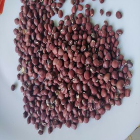 Adzuki Beans Factory - Export Grade Small Red Sale
