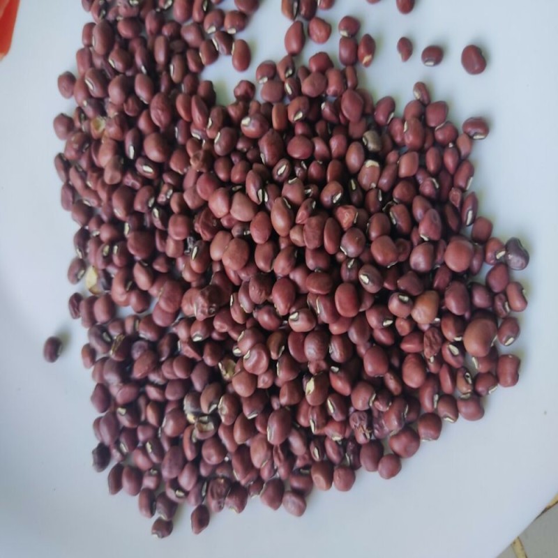 Adzuki Beans Factory - Export Grade Small Red Sale