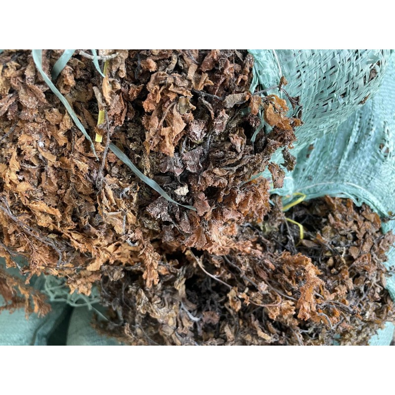 Seaweed Manufacturer - 100% Natural Sargassum From Supplier