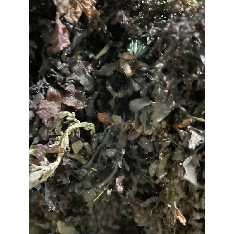 Seaweed Manufacturer - 100% Natural Sargassum From Supplier