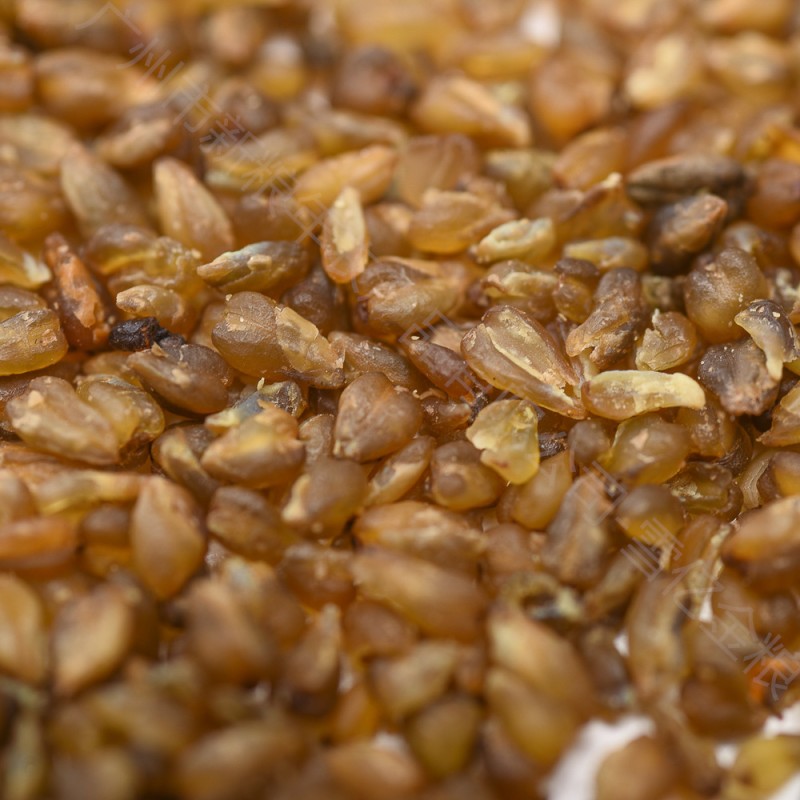 Buckwheat Food Factory - Tartary Organic Direct Supply